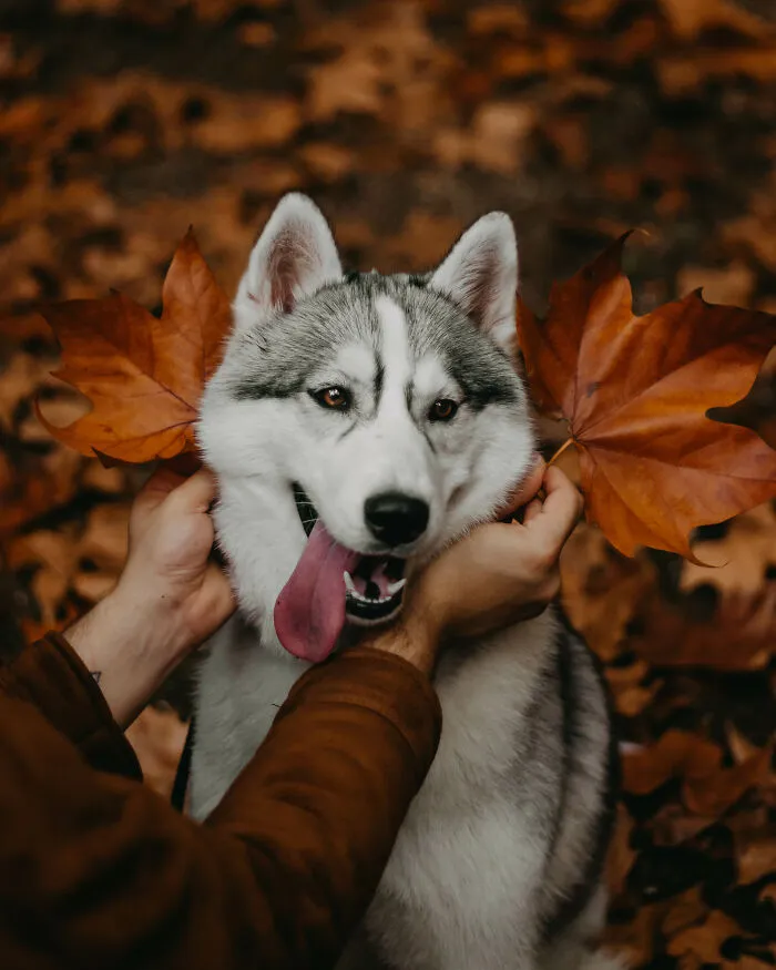 We Did An Autumn Inspired Photoshoot With Our Husky And This Is How The Photos Turned Out