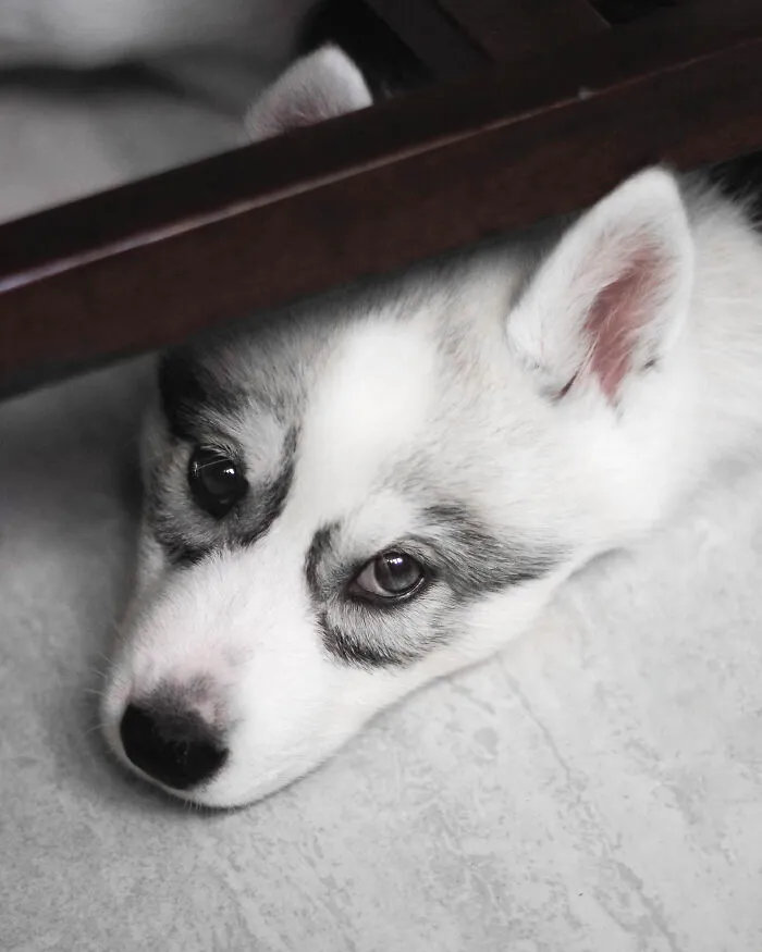 Meet My Dog Tsuki, The Siberian Husky With Goggles!