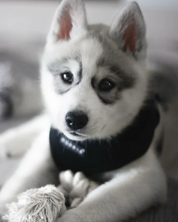 Meet My Dog Tsuki, The Siberian Husky With Goggles!