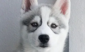 Meet My Dog Tsuki, The Siberian Husky With Goggles!