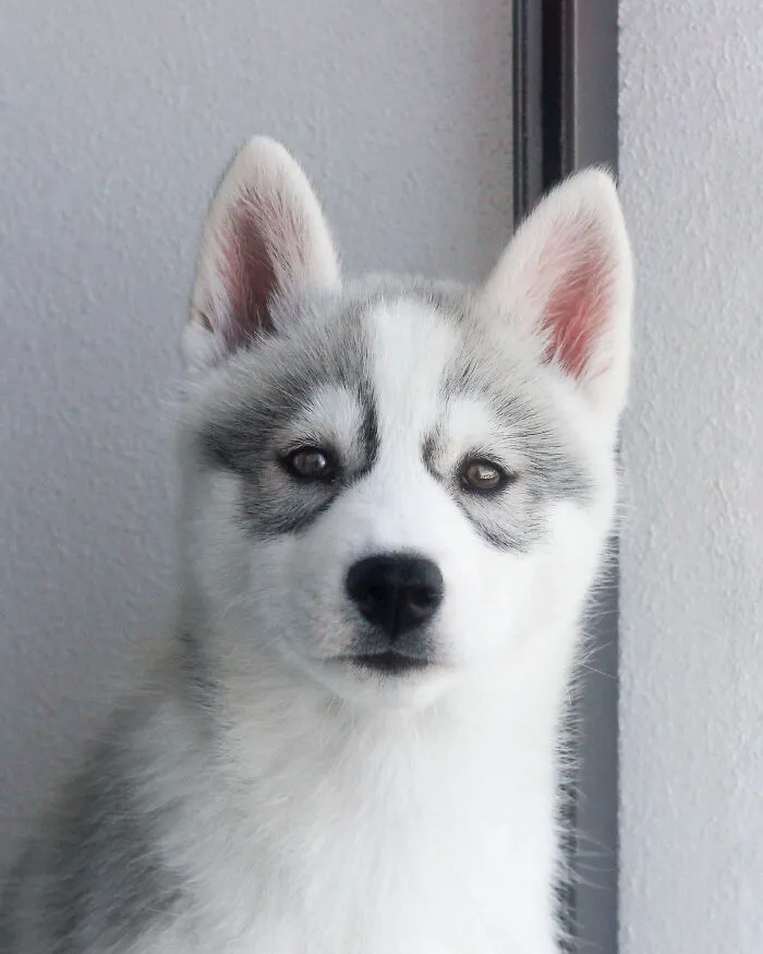 Meet My Dog Tsuki, The Siberian Husky With Goggles!