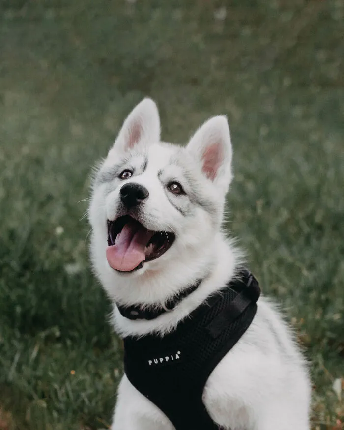 Meet My Dog Tsuki, The Siberian Husky With Goggles!