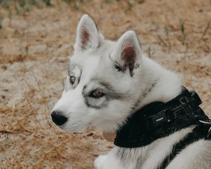 Meet My Dog Tsuki, The Siberian Husky With Goggles!