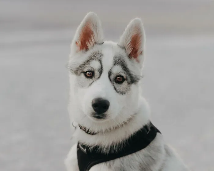 Meet My Dog Tsuki, The Siberian Husky With Goggles!