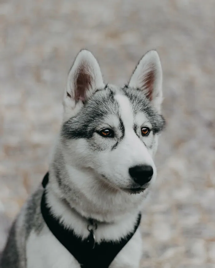 Meet My Dog Tsuki, The Siberian Husky With Goggles!
