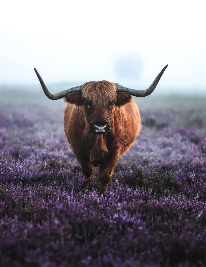 Misty Heather Field In Full Bloom