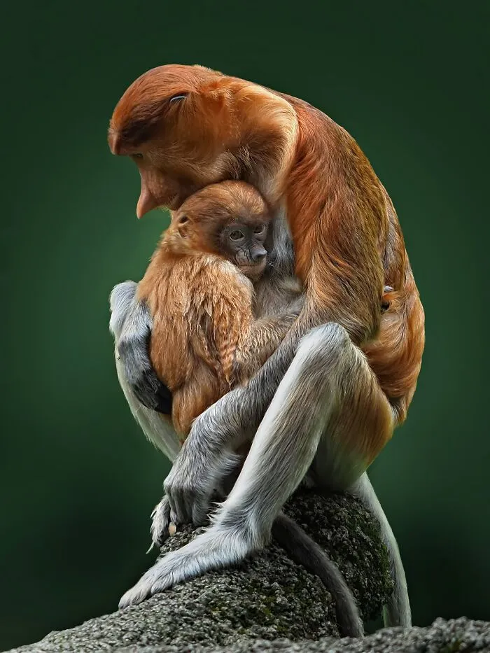 Mother Bekantan