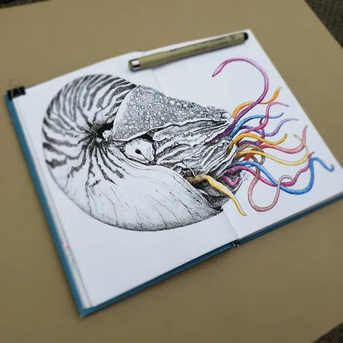 Nautilus