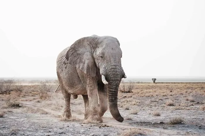 Massive Bull Elephant On Edge Of Pan
