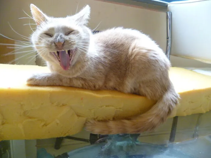 Say Cheese!