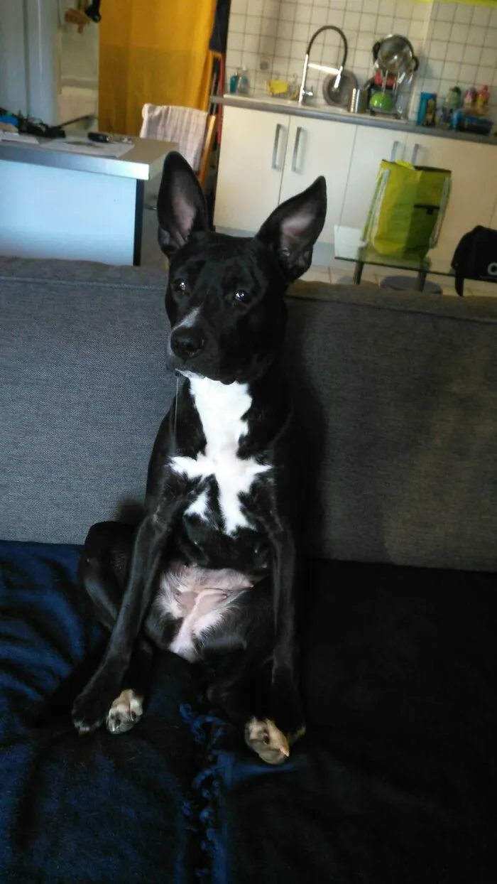 Kuma's Acting Dumb When Being Scolded For Running After A Cat And Dragging Mom On The Ground.