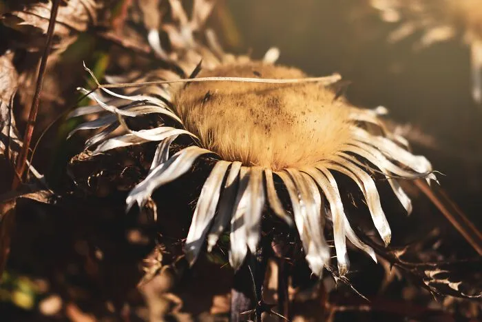 Wild Sunflower