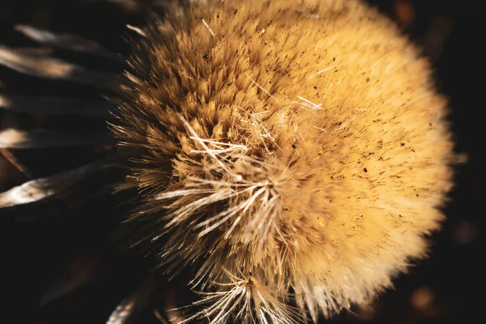 Wild Sunflower In The Carpathians