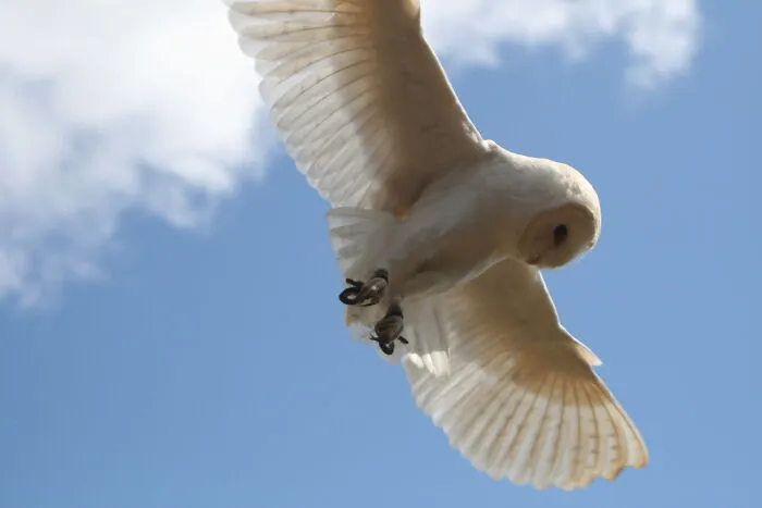 Joe The Barn Owl