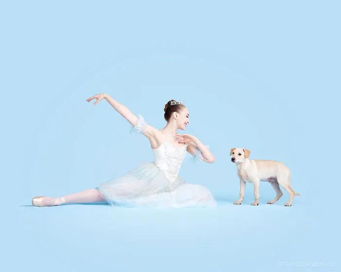 The Muttcracker: Ballet Dancers Dance With Dogs And Cats Who Are Waiting To Get Adopted (50 Pics)