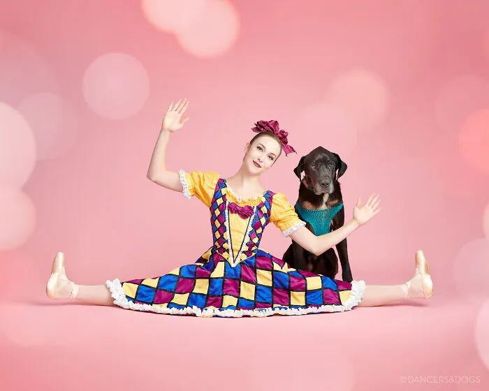 The Muttcracker: Ballet Dancers Dance With Dogs And Cats Who Are Waiting To Get Adopted (50 Pics)