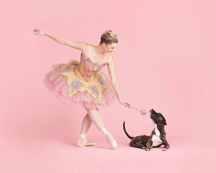The Muttcracker: Ballet Dancers Dance With Dogs And Cats Who Are Waiting To Get Adopted (50 Pics)