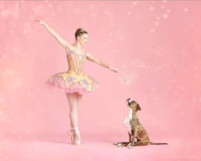 The Muttcracker: Ballet Dancers Dance With Dogs And Cats Who Are Waiting To Get Adopted (50 Pics)