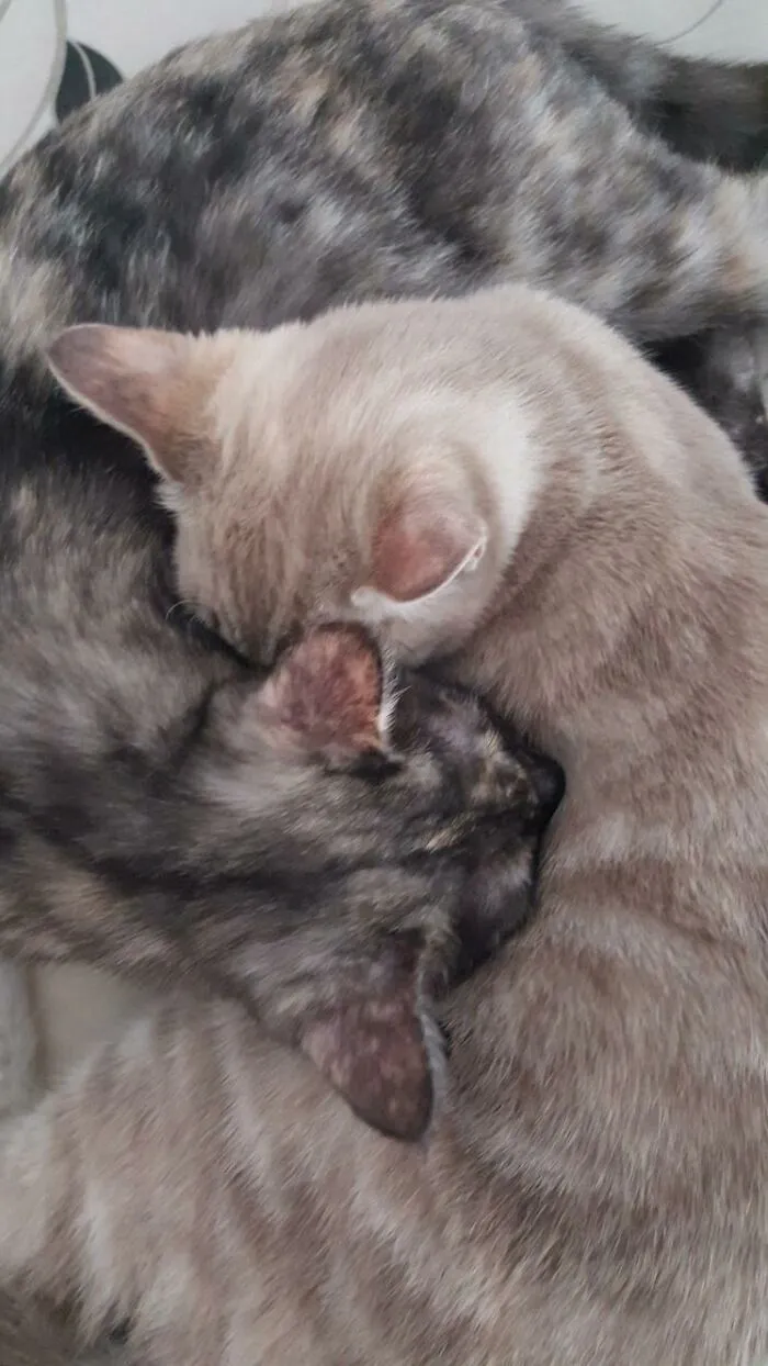 Yin And Yang