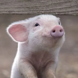 HappyPig1723