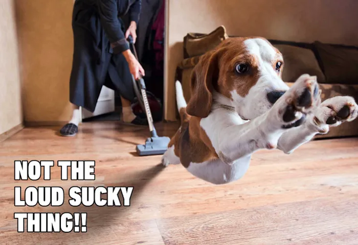 Not The Sucky Loud Thing!!