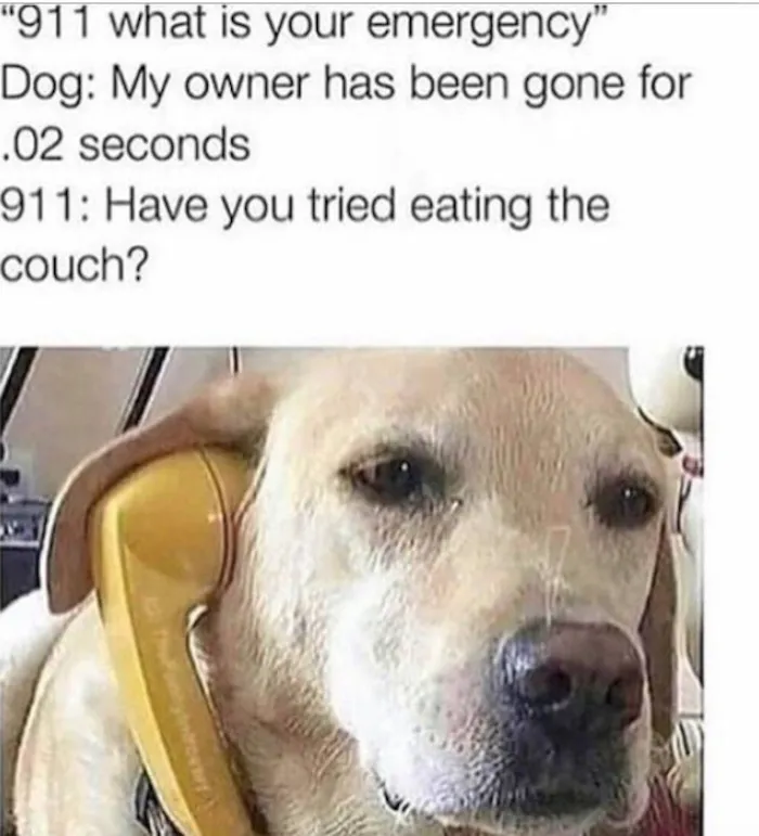 Dog holding a phone looking sad with a funny meme about owner being gone and eating the couch in dog memes.