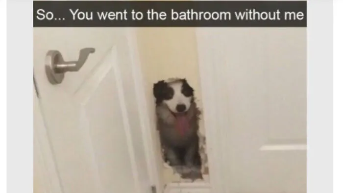 My Name Is Good Boi. You Went To The Bathroom Without Me. Prepare. To. Die.
