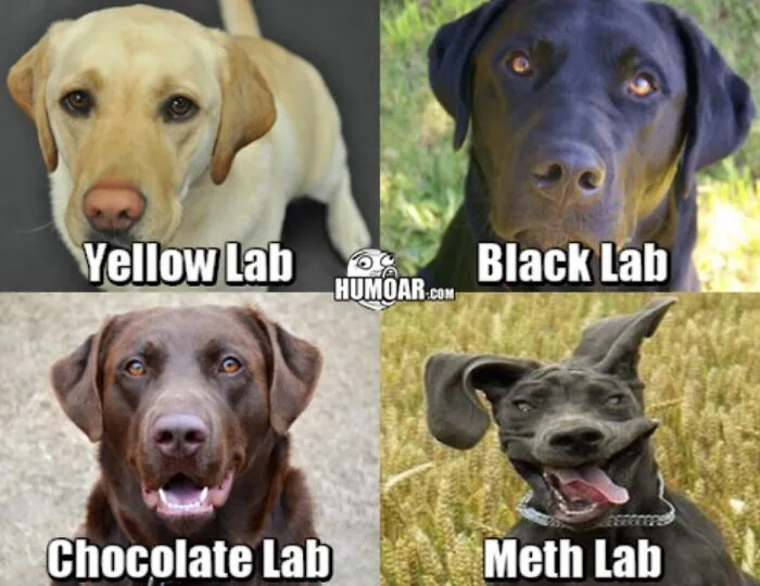 When Labs Take a Left Turn