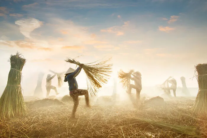 Sedge Harvest