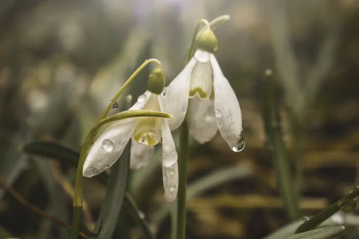 Snowdrops In Ukrainian Carpathians