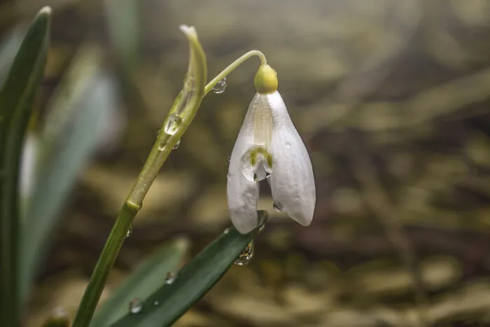 Snowdrop
