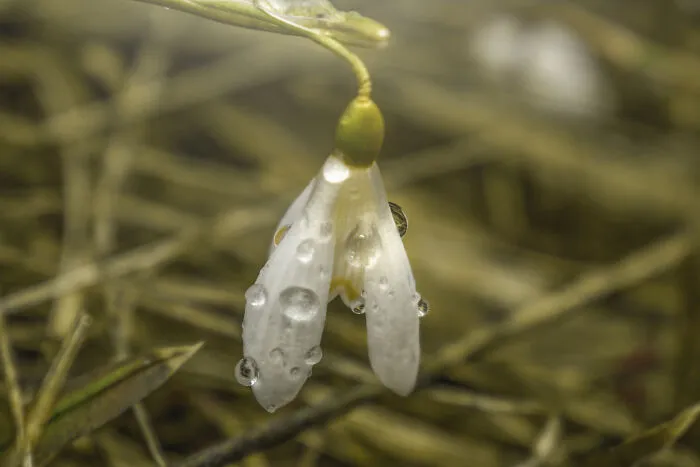 Snowdrop II