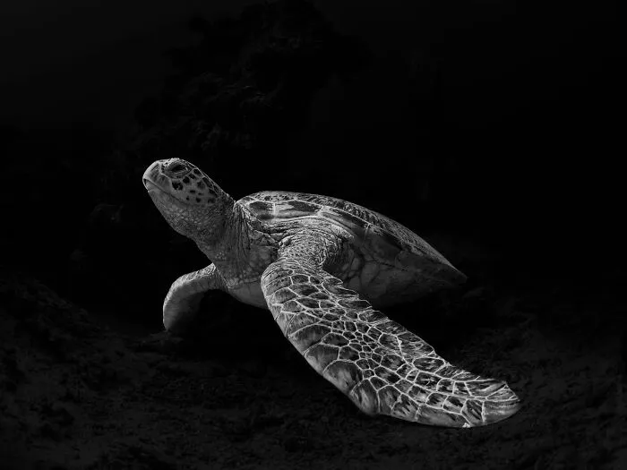 Facing Extinction