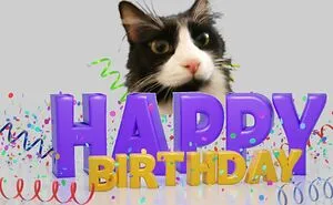 How To Make A Birthday Cake For A Cat