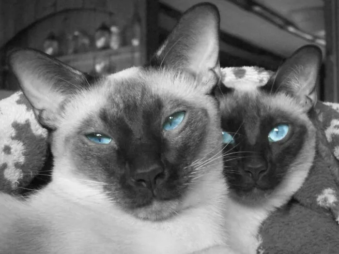 Siblings Sammy & Lucy.  I'm No Photographer By Any Means, But This Is My Favorite Picture I've Ever Taken, Especially Since They Usually Don't Hang Out This Close Together.  You Can See How Laid Back Sammy Is And How Focused Lucy Is.  This Captures Their Personalities To A T.