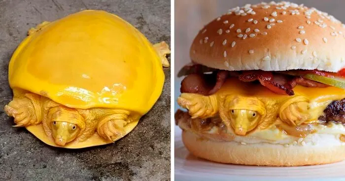 Extremely Rare Albino Turtle Was Found In India And It Looks Like A Slice Of Melted Cheese