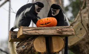 This Animal Park In Belgium Decided To Surprise Its Animals With Halloween-Themed Treats