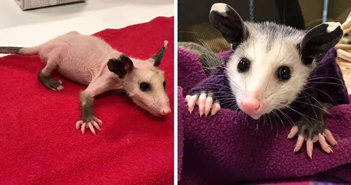 Hairless Opossum Was Saved In Lubbock From Cold Wilderness, And The People Are Knitting Sweaters For Her