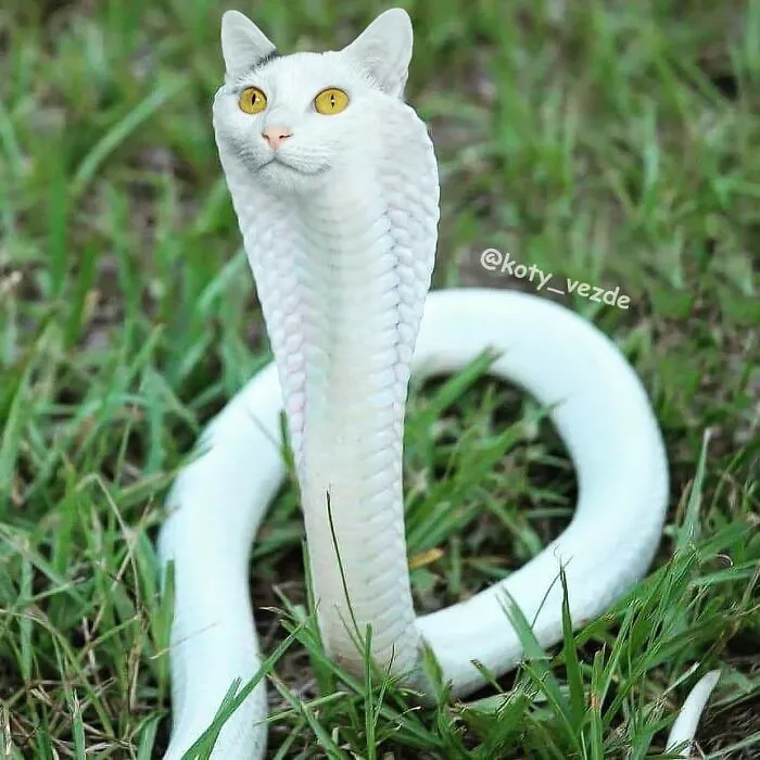 Person Shows What Everything Would Look Like If It Had A Cat’s Face And The Result Is Funny Yet Disturbing (30 New Pics)
