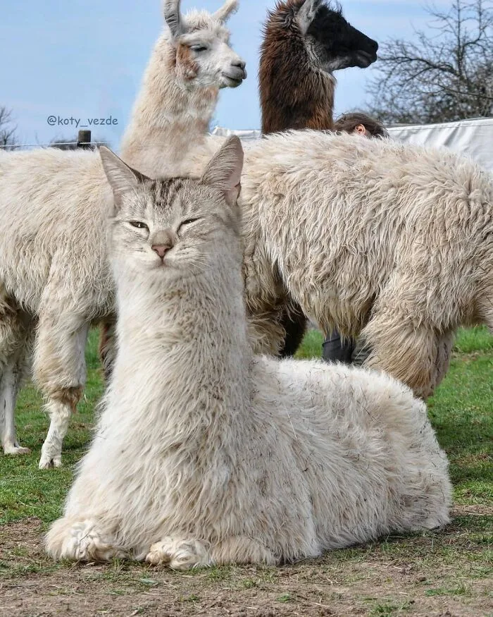 Person Shows What Everything Would Look Like If It Had A Cat’s Face And The Result Is Funny Yet Disturbing (30 New Pics)