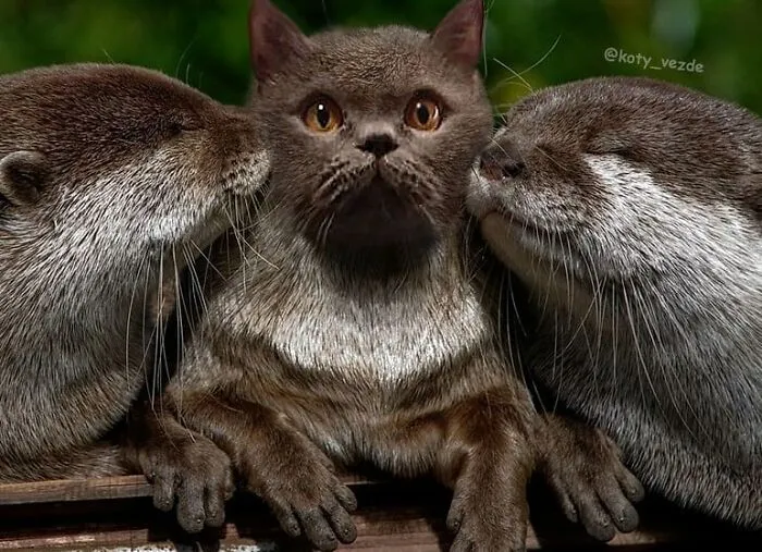 Person Shows What Everything Would Look Like If It Had A Cat’s Face And The Result Is Funny Yet Disturbing (30 New Pics)
