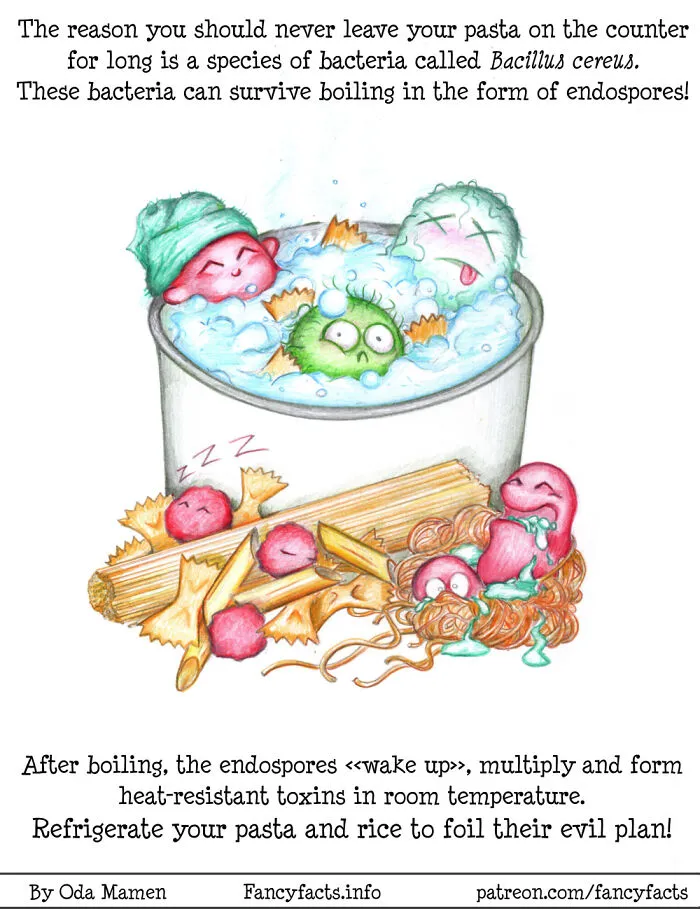 Bacillus Cereus