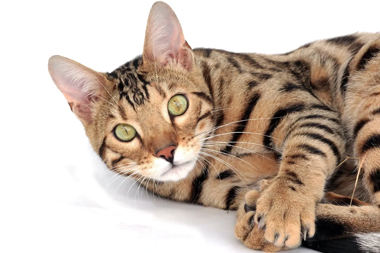 Hey Pandas , What Is Your Favorite Cat Breed ?