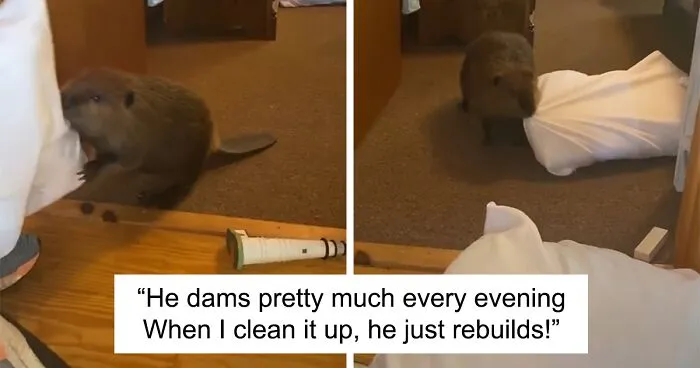Baby Beaver Gets Rescued, Ends Up Building ‘Dams’ In Rescuer’s Home Using Random Household Items