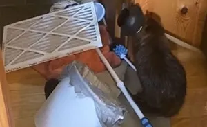 Baby Beaver Gets Rescued, Ends Up Building ‘Dams’ In Rescuer’s Home Using Random Household Items