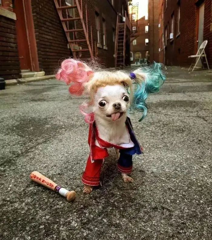 She Appreciates Tricks, But She Definitely Prefers Treats