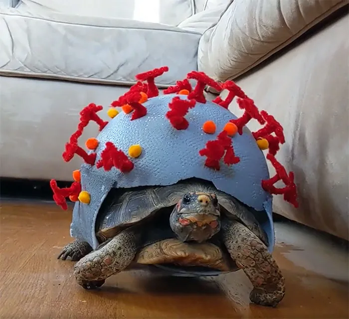 El disfraz de mi tortuga este 2020