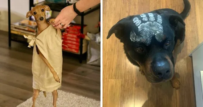 40 Mascotas que triunfaron con sus disfraces de Halloween