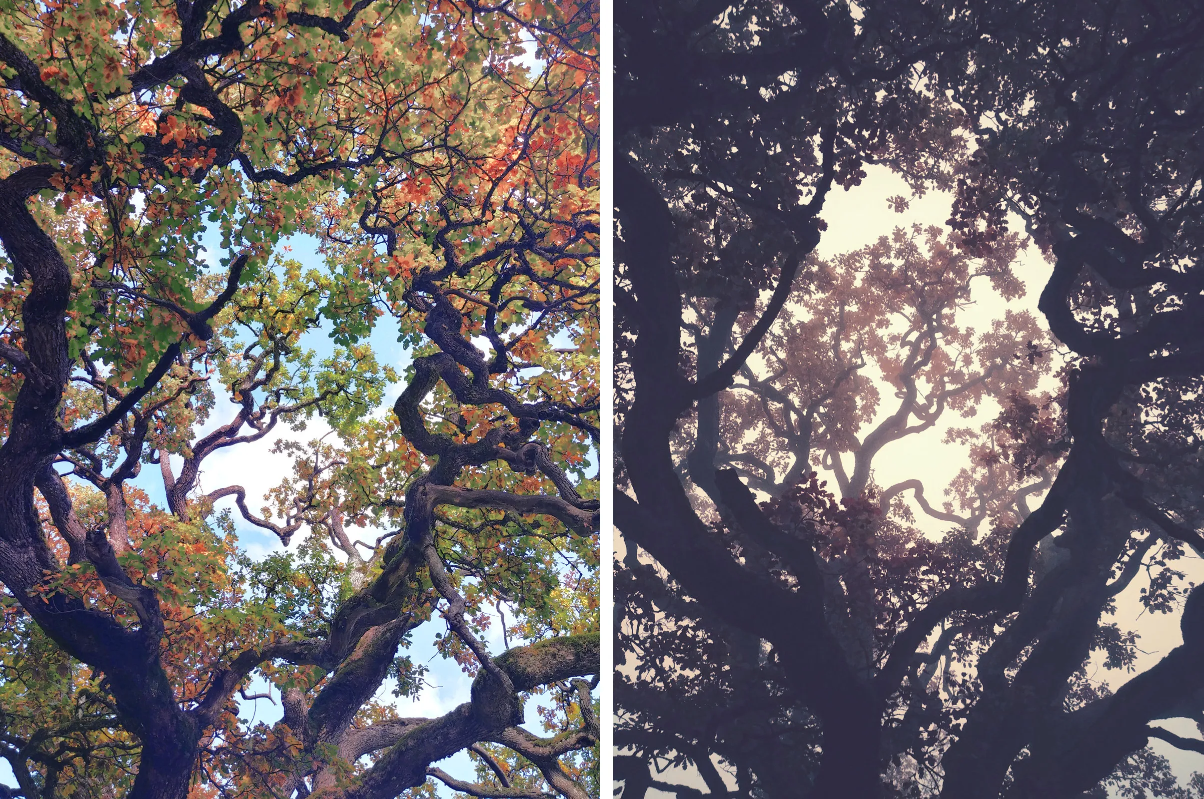 This Magical Forest Turns Into A Dark Fairytale In November (20 Pics)