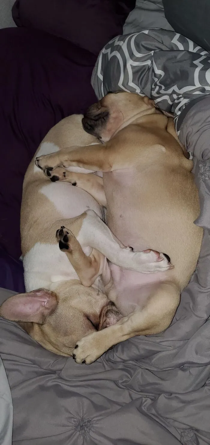 Tea Bag And Butt Pillow